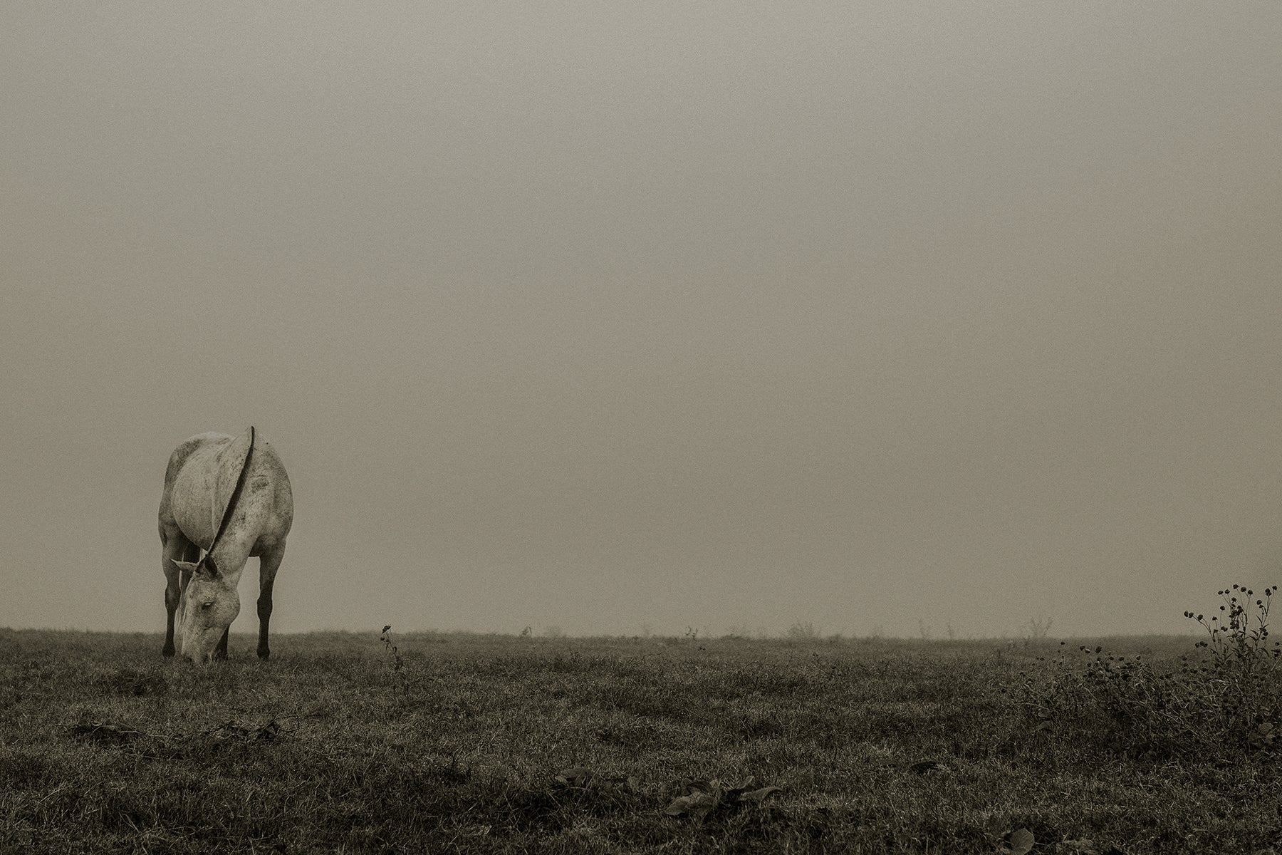 Horse grazing in a vast, open field with a plain sky in Oklahoma.