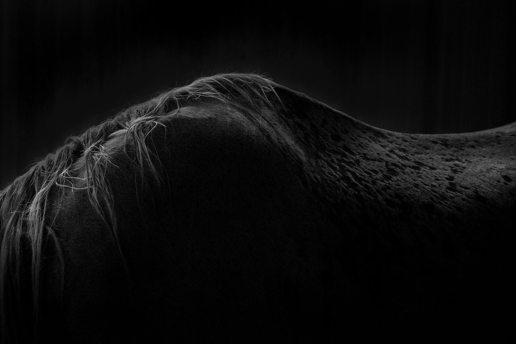 Fine art print close-up of a horse's head with a dark background - black and white.