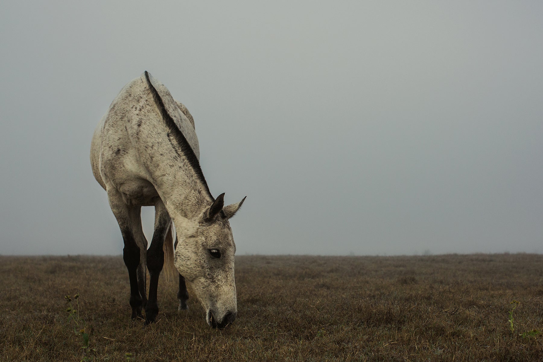 Color fine art print of beautiful white horse grazing in a pasture on a foggy Oklahoma morning.